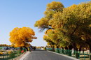 Euphrates Poplar